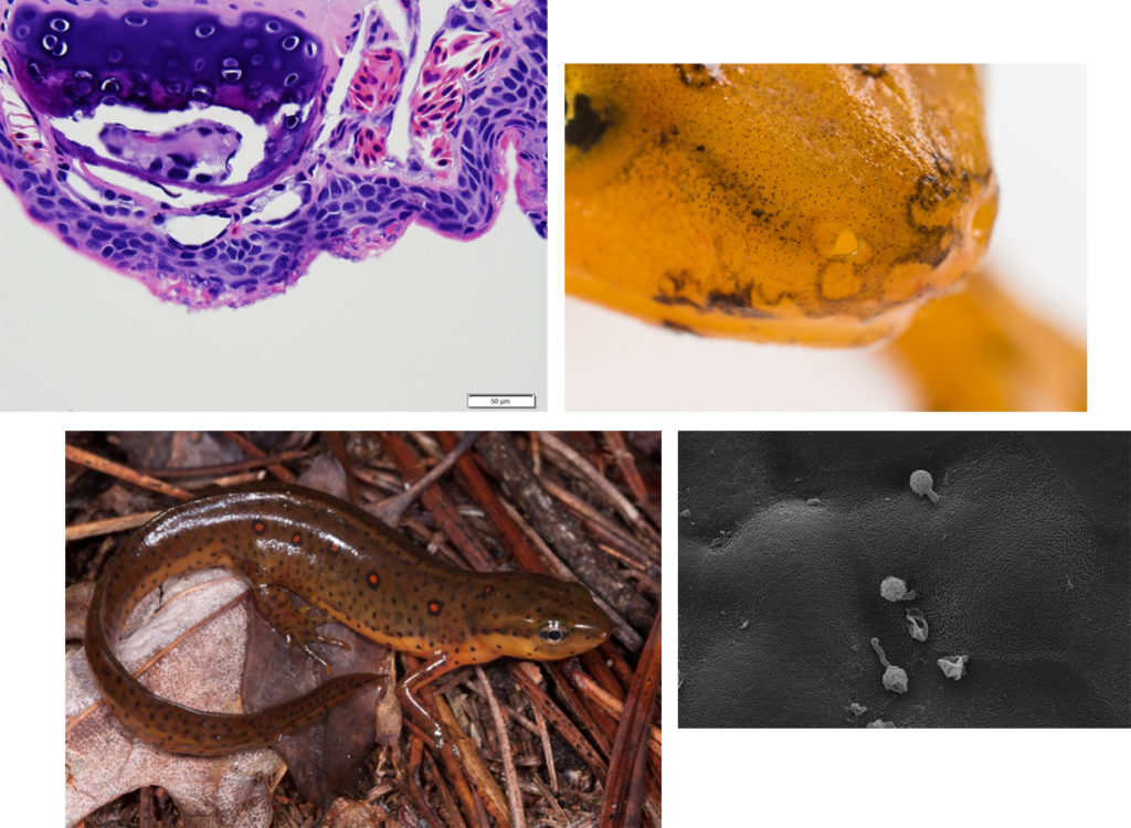 A collage of eastern newts and microscopic images of Bsal, a fungal pathogen.