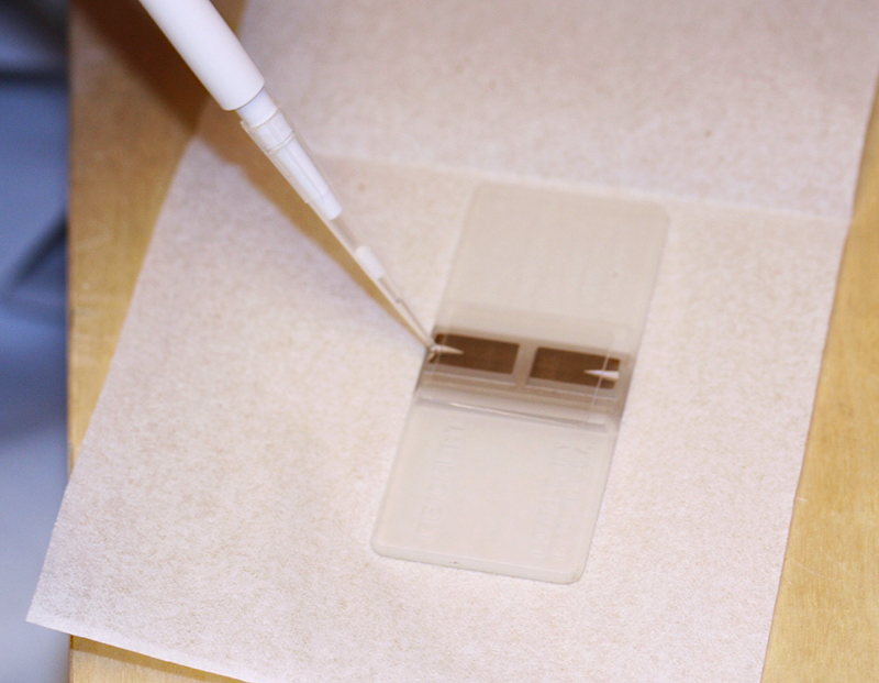 Bsal solution is placed in a hemocytometer to count zoospores.