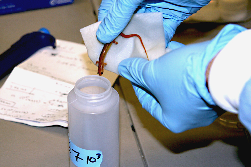 A newt is transferred to a Bsal exposure container.