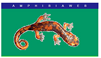 Amphibiaweb logo