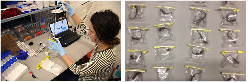 Newts are placed in plastic bags with water to test for the pathogen Bsal.