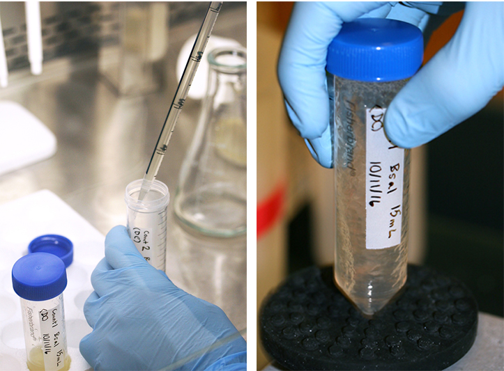 Bsal extract is transferred to test tubes.