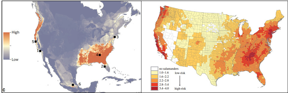 Risk assessment illustrating the likelihood of Bsal invasion given environmental suitability, proximity to importation ports, and salamander species richness.